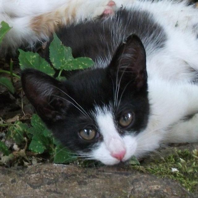 picture of a black and white kitten